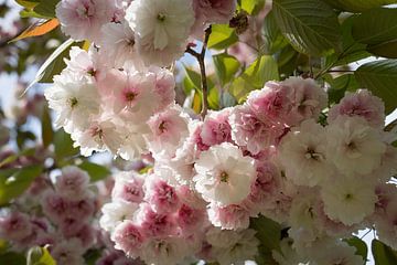 Zartrosa Blüten einer Zierkirsche im Frühling 1