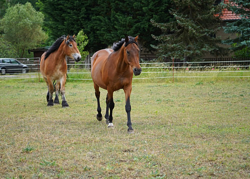 Trakehner Feldmeyer en Rijnlands Duitse Koudbloed Enzo