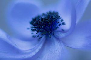blue flower by Vliner Flowers