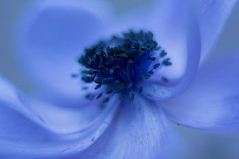 blaue Blume