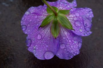 Purple flower by hans kuhne