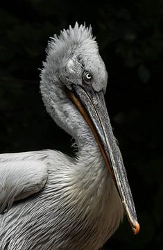 Kreuzender Pelikan. von Wouter Van der Zwan