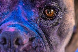 Bobbie der Boxer in einer Farbexplosion von Kim Stijger