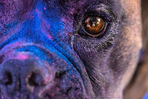 Bobbie de Boxer in een Kleurenexplosie