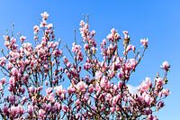 Tulpenbaum