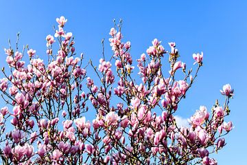 Tulpenboom, Magnolia met bloemen en knoppen van Hermineke Pijls
