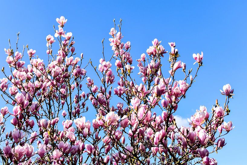 Tulpenbaum von Hermineke Pijls
