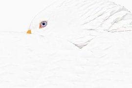 Resting white goose by Peter Bartelings