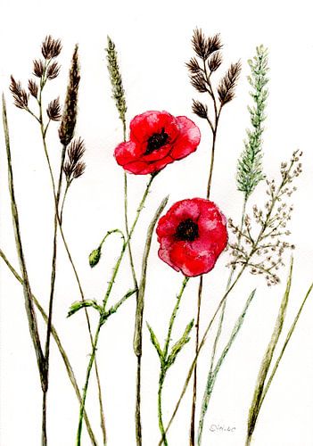 Poppy flower meadow