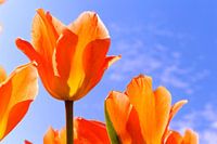 Tulipany