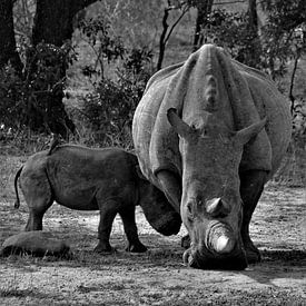 rhinocéros et bébé sur Christiaan Van Den Berg