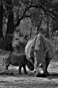 rhinocéros et bébé sur Christiaan Van Den Berg