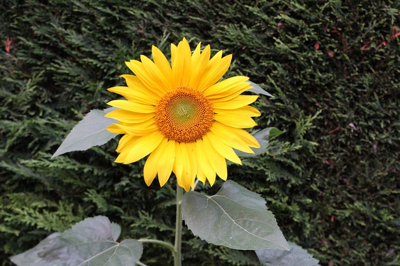 Tournesol sur une haie de conifères par Geert Visser