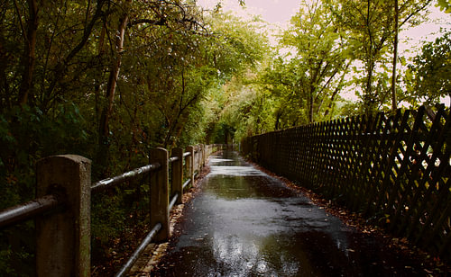 Rainy walk