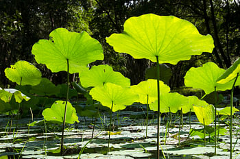 Lotus Bloem Vijver