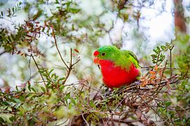 Koningpapegaai in de Australische bush van Patrick Kilb
