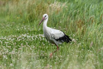 Ooievaar in weiland / Stork in pasture