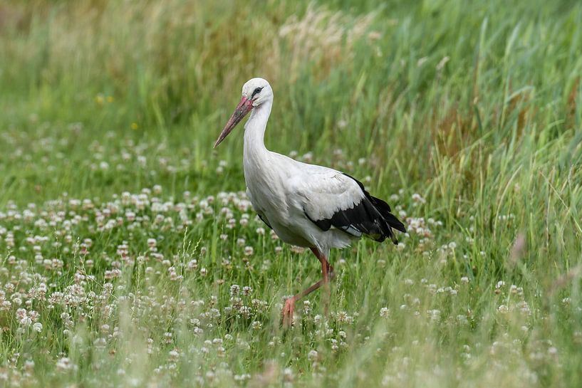 Ooievaar in weiland / Stork in pasture van Henk de Boer