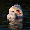 Swan in pose by Silvio Schoisswohl