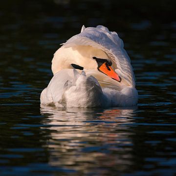 Schwan in Pose von Silvio Schoisswohl