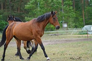 Trakehner Feldmeyer und Rheinisch Deutsches Kaltblut Enzo