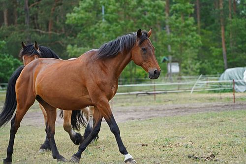 Trakehner Feldmeyer en Rijnlands Duitse Koudbloed Enzo
