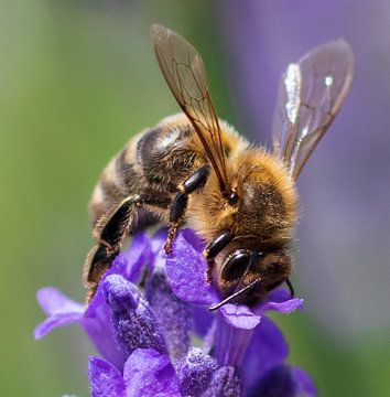 Biene bestäubt Lavendel von Camilla Ottens