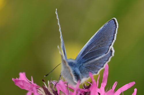 Vlinder icarusblauwtje