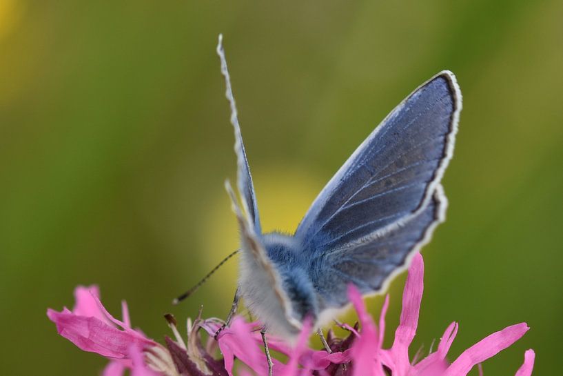 Vlinder icarusblauwtje par Sascha van Dam