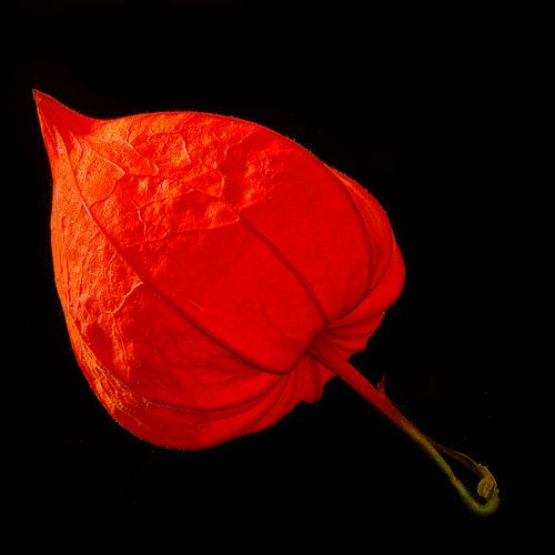 Fleur de lanterne chinoise