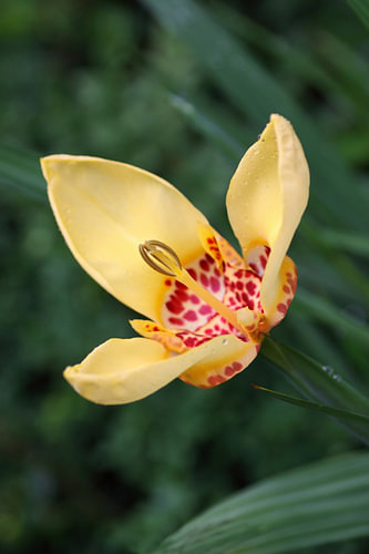 Gele tijgerbloem