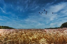 A beautiful sunny day by Johnny Flash
