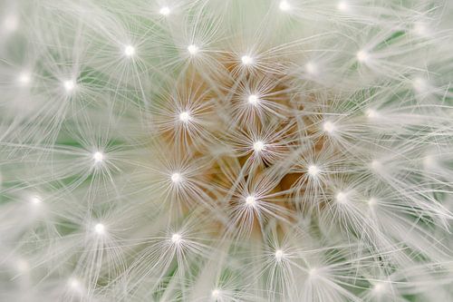 Pusteblume / Löwenzahn