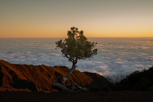 Solitärbaum von Stefan Bauwens Photography