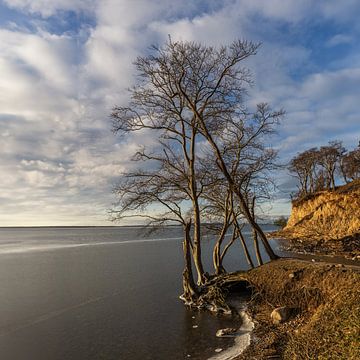 Arbres sur l'île de Rügen sur Angelika Beuck