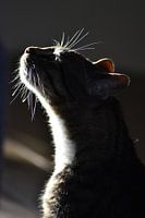 A curious cat exploring with his nose
