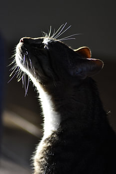 A curious cat exploring with his nose