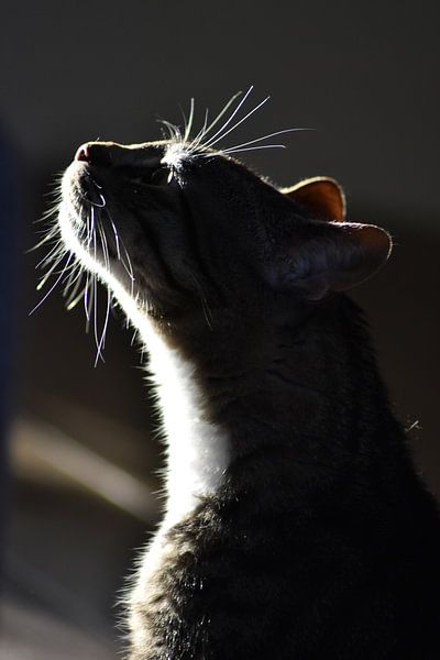 A curious cat exploring with his nose by Highthorn Photography