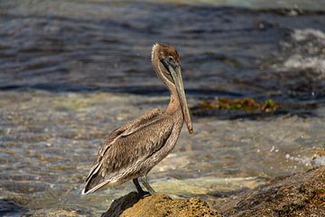 Pelican in the wild on Curacao. by Janny Beimers