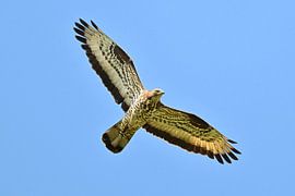 Buse de Guêpe en vol sur Bernhard Kaiser