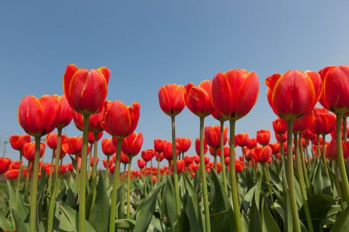 Rode tulpen tegen achtergrond van een helder blauwe lucht