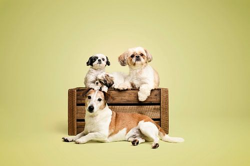 Shih Tzu Hunde und ein Jack Russel im Studio mit grüner Hintergrundfarbe