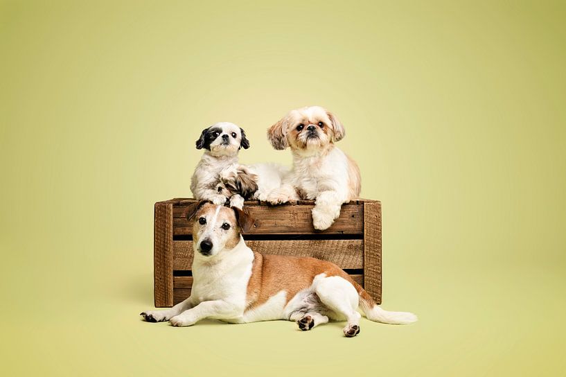 Shih Tzu Hunde und ein Jack Russel im Studio mit grüner Hintergrundfarbe von Elisabeth Vandepapeliere