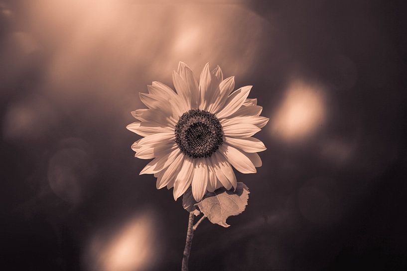 un tournesol avec un peu plus d'imagination par Ribbi