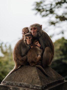 Close family of monkeys at temple in Vietnam by Ian Schepers