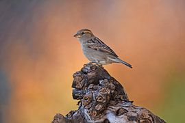 Spatz von Wiltrud Schwantz