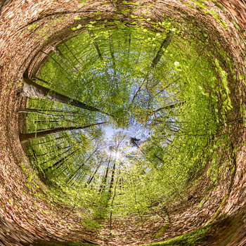 Spherical Panorama Beech Forest in Spring