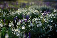 snowdrops