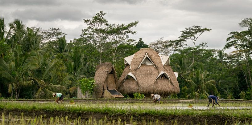 Ecologisch huis in rijstvelden op Bali by Tom de Groot