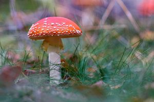 Champignon